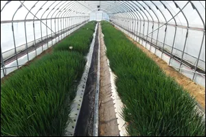 쪽파 재배 분구 관리 유기 자재 활용 친환경 방제_3