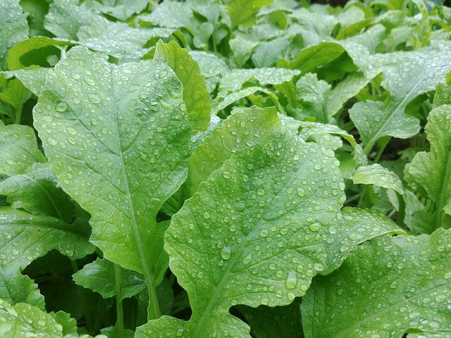 열무김치 맛있게 담그기