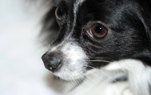 강아지 눈물 냄새