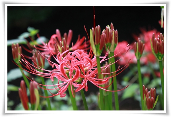 &quot;상사화&quot; 이루어질 수 없는 사랑의 꽃, 그 아름다움과 가치!