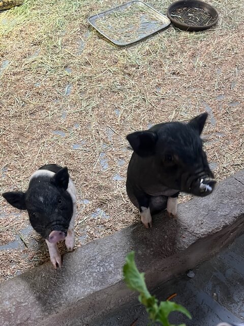광주 패밀리랜드 벅스랜드 아기 돼지