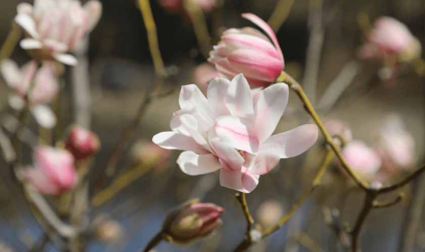 봄의 시작을 알리는 천리포 수목원 목련축제!!!!