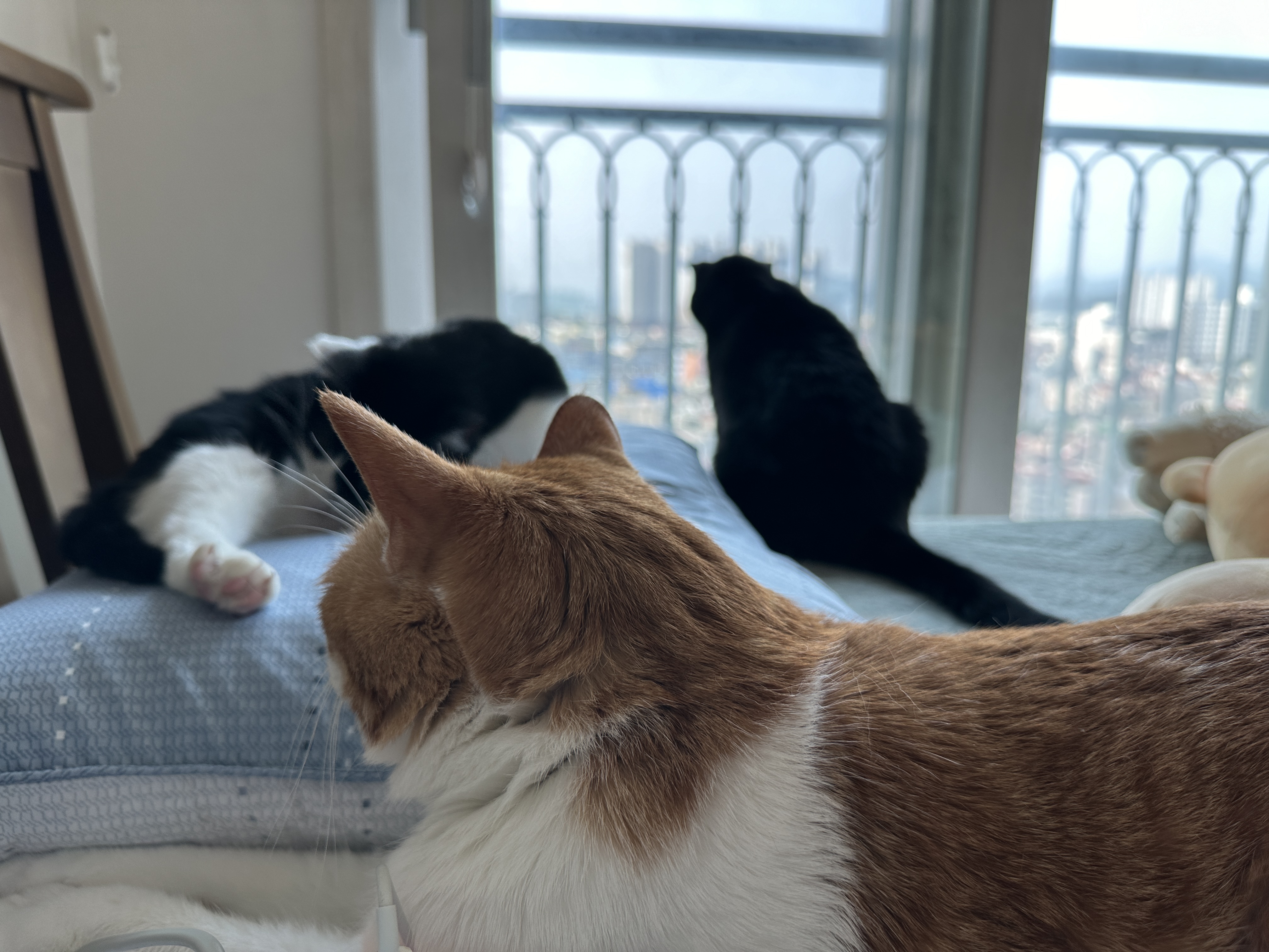 창밖을_보는_건이와_베개_위의_두리랑_나_사이에_앉아_버린_치즈냥이_막둥이