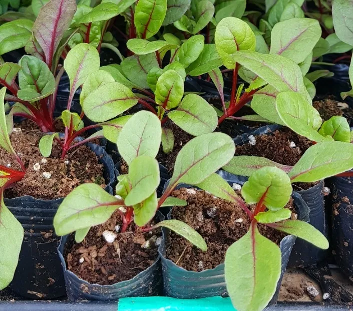 적근대 재배 씨 뿌림 솎음 수확 색 유지_1