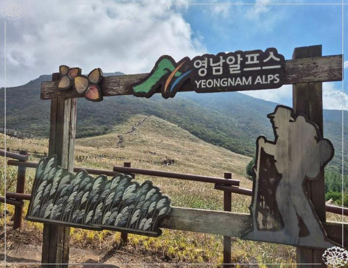 황금빛 억새 바다에서 힐링! 울산 영남알프스 간월재 트레킹 완벽 가이드 (ft. 초보자 추천 코스 &amp; 절정 시기)