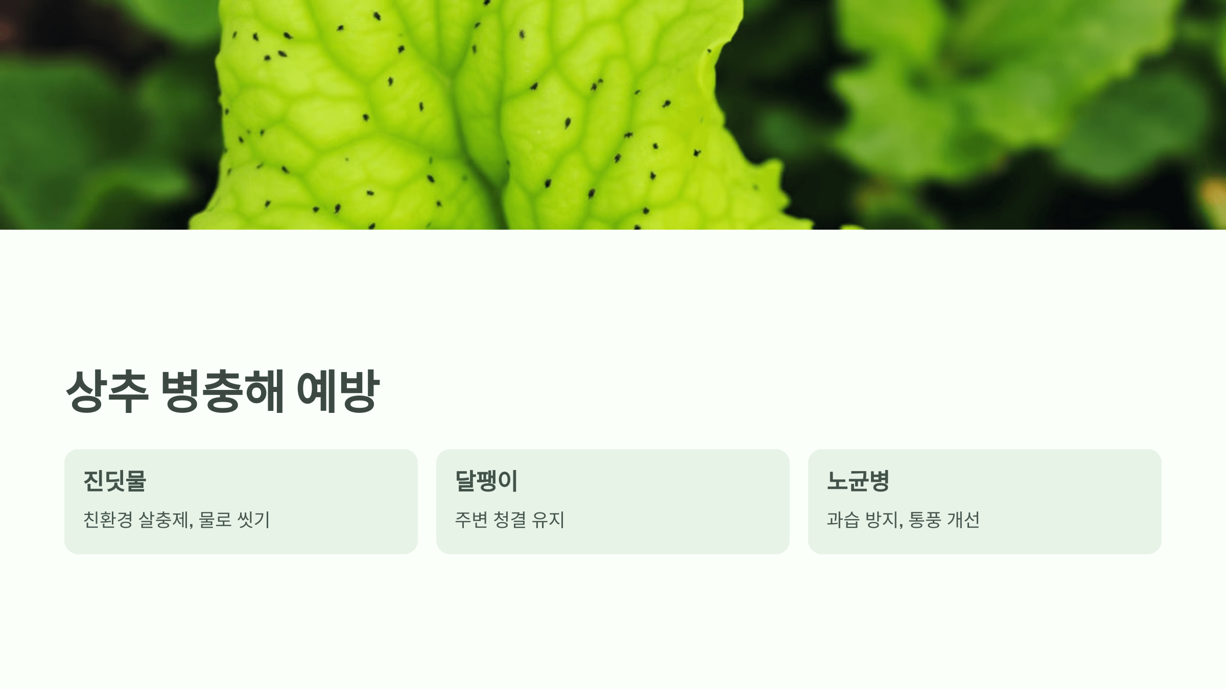 상추 사진입니다.