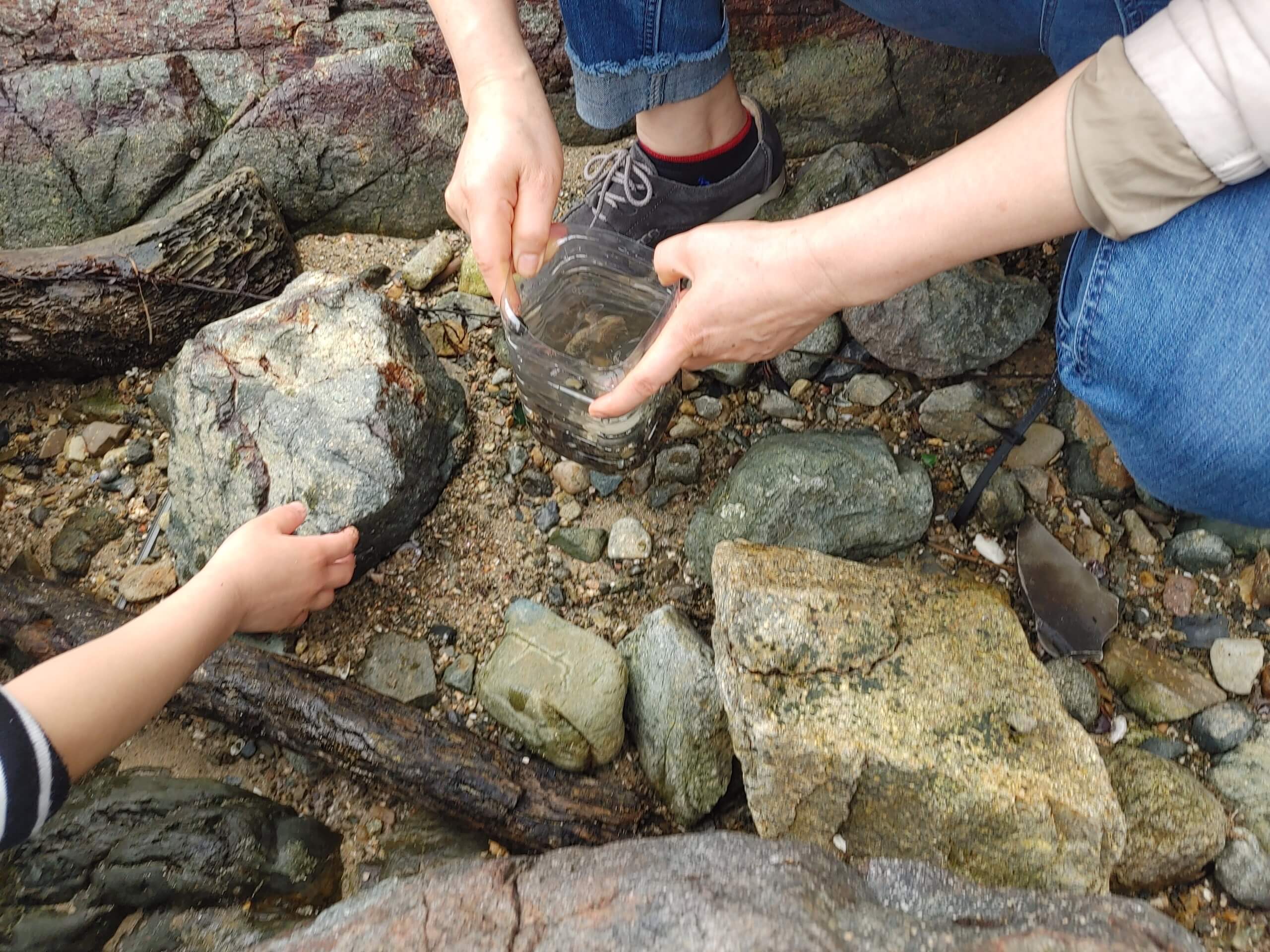 더_카이트21_펜션_해변가_꽃게_고동잡기1