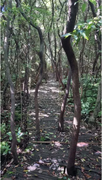 제주 곶자왈 숲길 산책 원시림 초록 힐링 여행_10