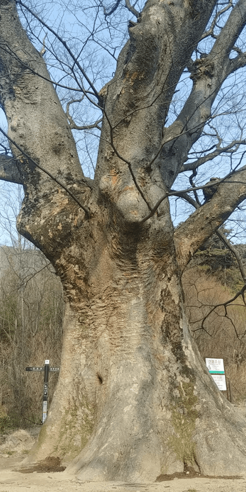 당산나무19