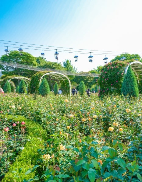 서울대공원 장미축제
