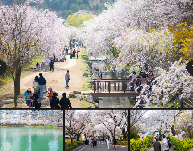 2026 벚꽃 개화시기 전국 지도 확인 및 서울 경주 진해 벚꽃 축제 명소 구경하기 좋은 곳 추천