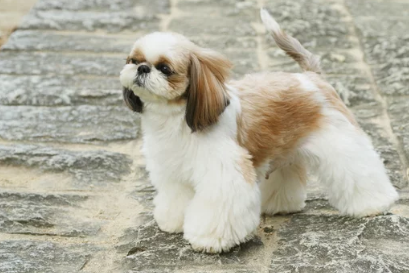 시츄/출처:어도비스톡