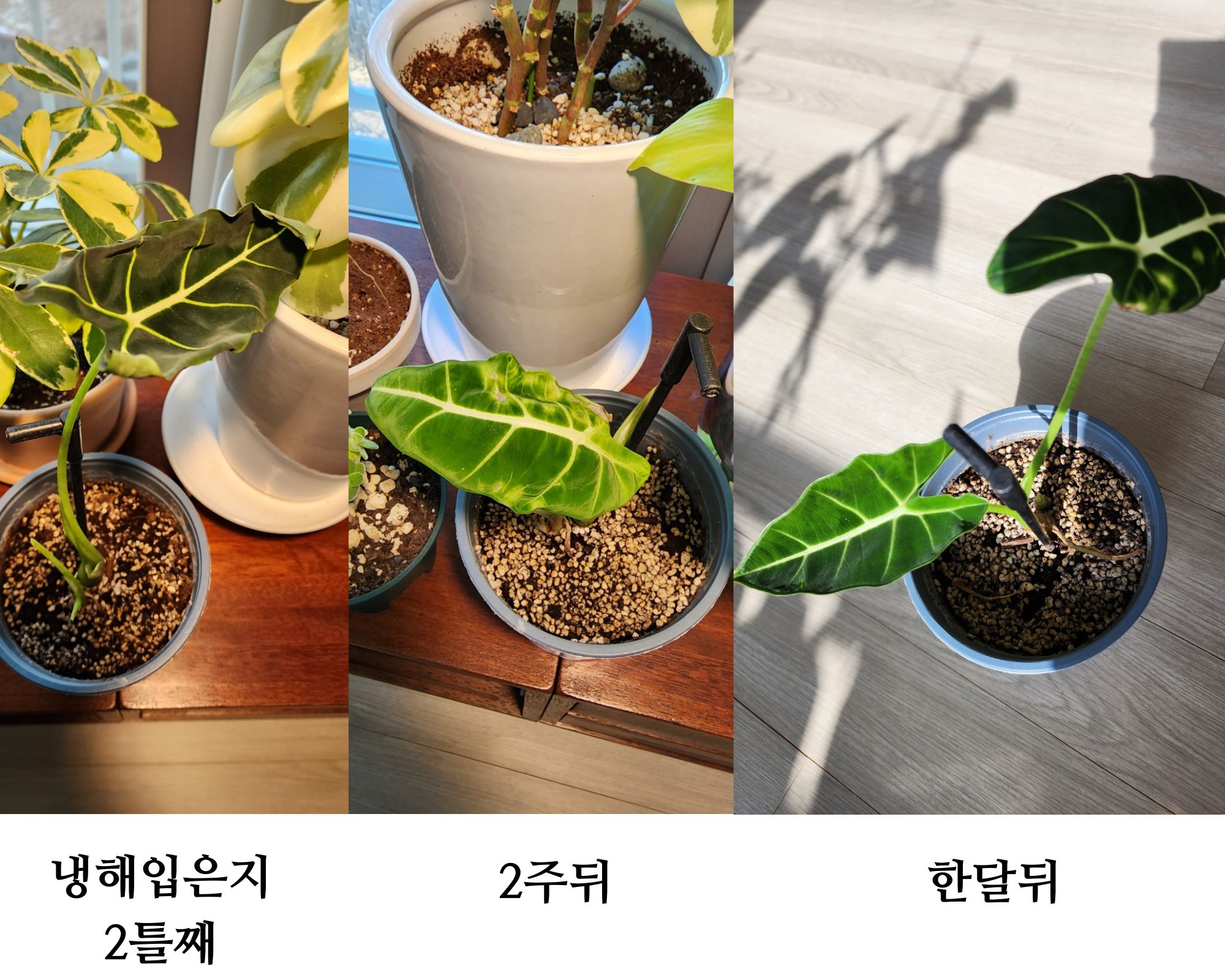 냉해입었던 프라이덱의 변화과정