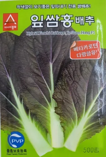 쌈배추 재배 속 차게 키우기 시비 타이밍 통풍 관리_10