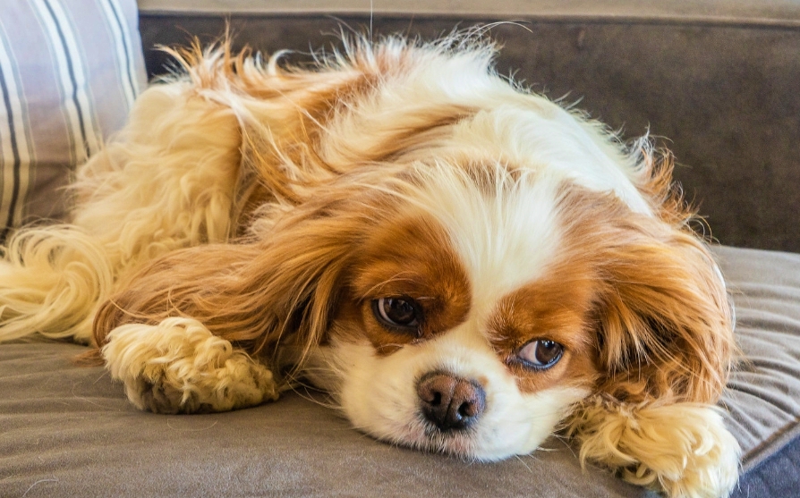 캐벌리어 킹 찰스 스파니엘