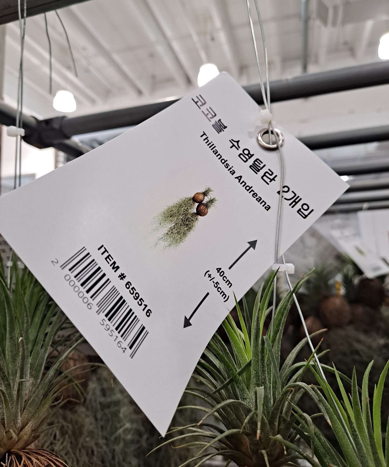 코스트코 수염틸란