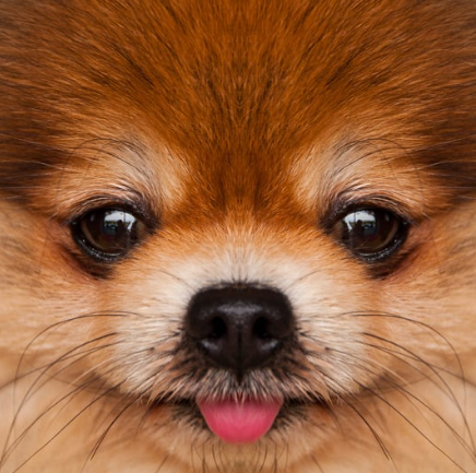 강아지 귀여운 사진 보는 순간 심쿵! 하루 스트레스 풀리는 힐링 모음집