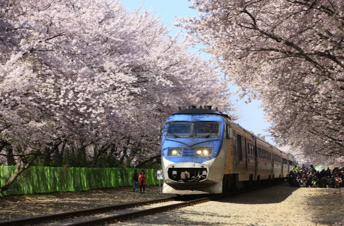 경화역 벚꽃