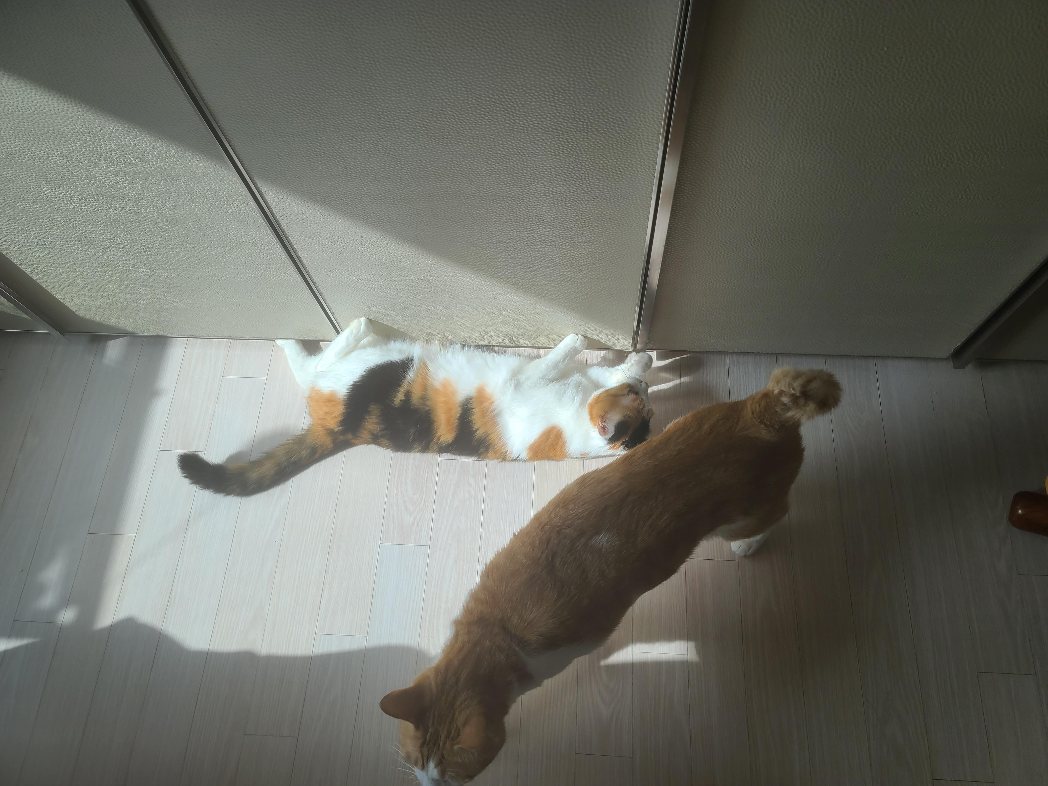 바닥과 한몸이 된 고양이 요미.(feat. 보일러를 틀어서 다행!)