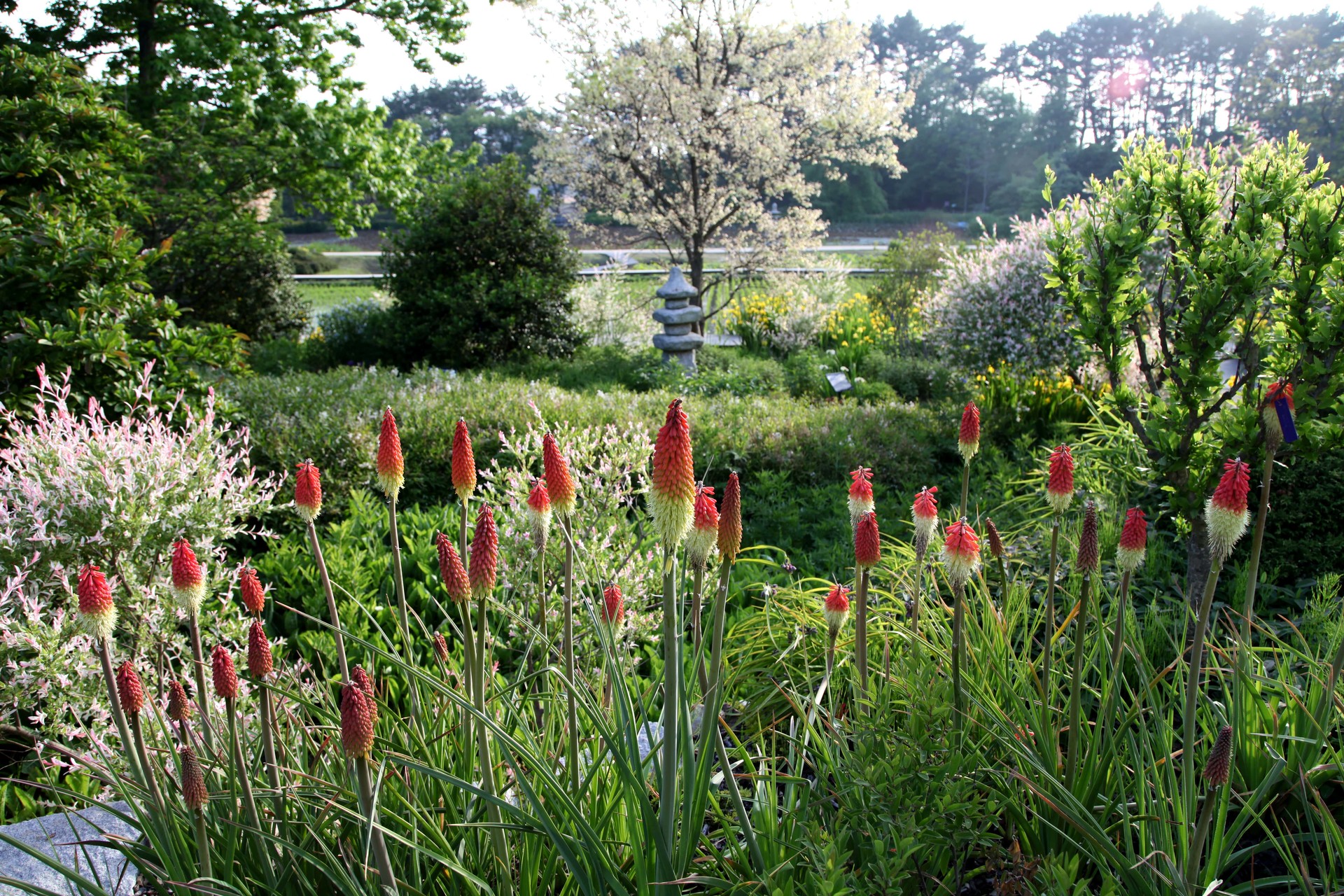 태안 천리포수목원 수국 명소 총정리! 개화시기부터 포토존까지