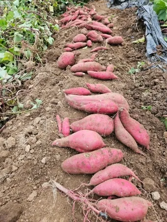 고구마캐는시기 딱 3가지 신호만 보세요 보관법까지 총정리로_3