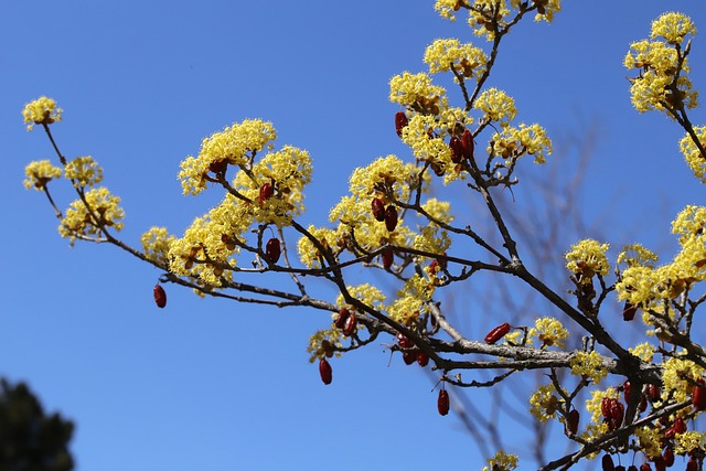 구례 산수유꽃 축제
