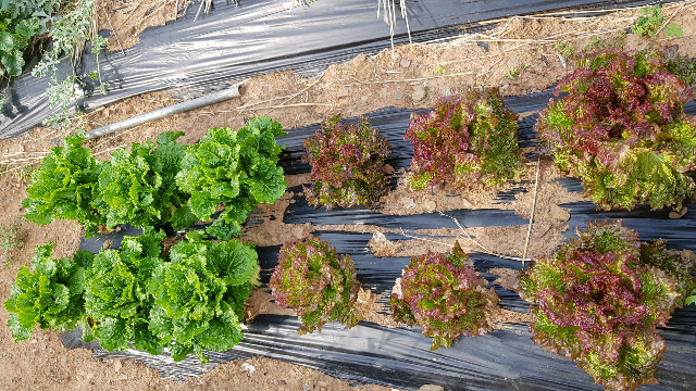 농사짓기 2월 3월에 심는 작물 7가지 파종시기