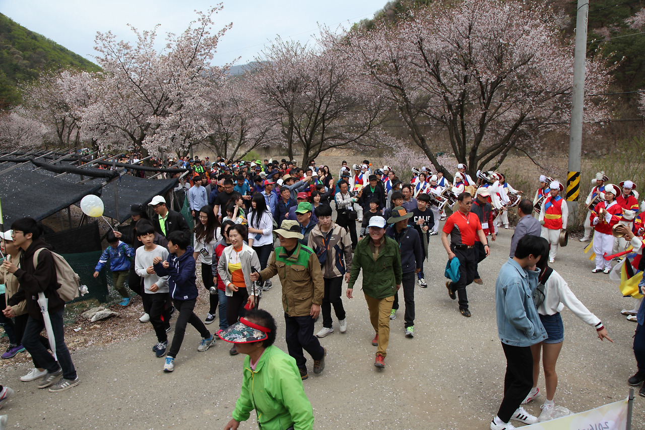 2025 금산 보곡산골 산벚꽃축제 일정 맛집 주차 꿀팁 정리
