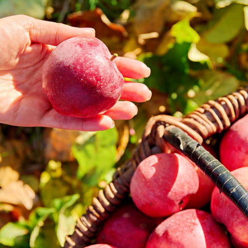 김일호 왕잘토 유기농 식물 보충제의 종류