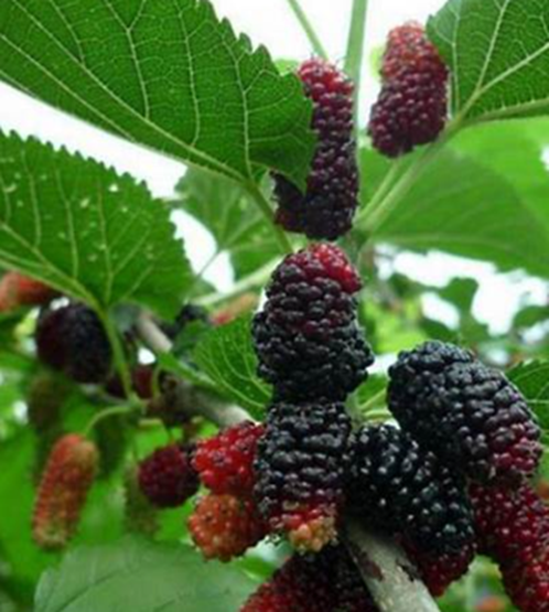 냉동오디 먹는법3