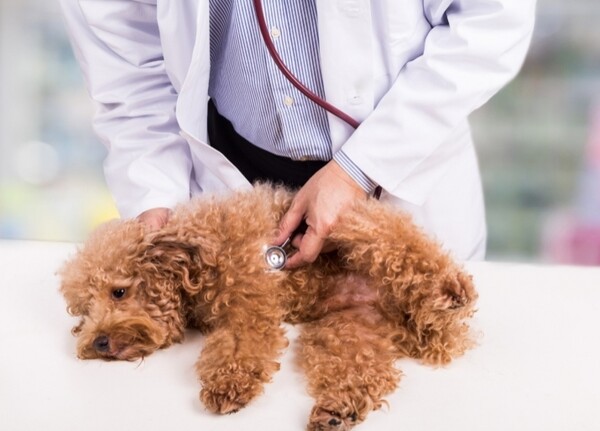 소화 잘되는 음식