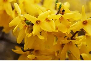 개나리 개화시기