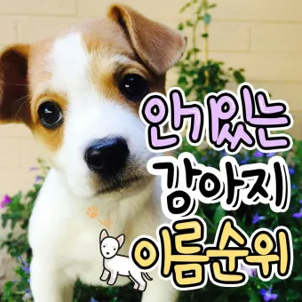 반려견 이름 작명 독특한 강아지 이름 제안_2