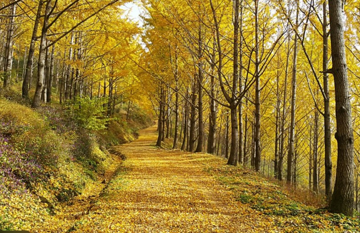 에버랜드 비밀의 은행나무 숲