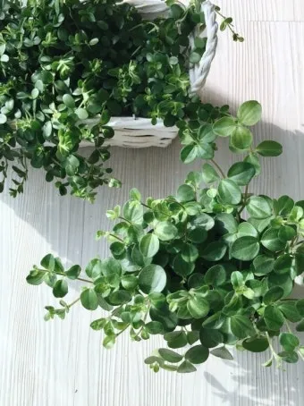 페페로미아 키우기 물주기 분갈이 빛관리 작고 예쁜 실내식물_9