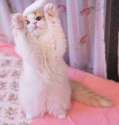 고양이 사진