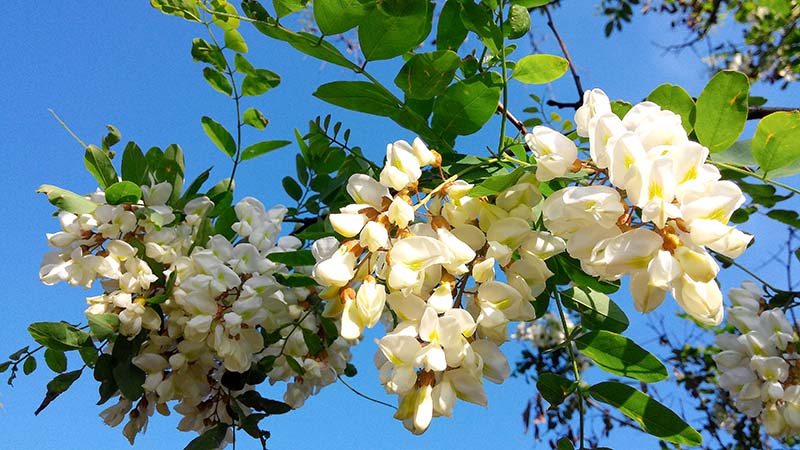 안산자락길 아까시꽃(Acacia)