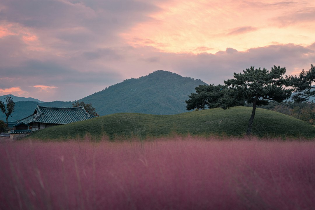 풀이 덮인 산자락의 둥근 봉분