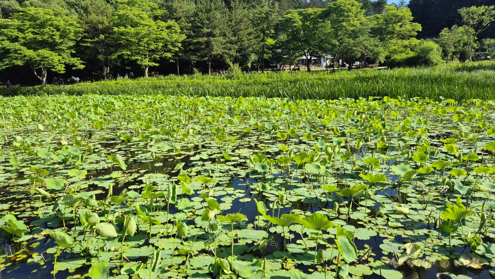 연꽃, 연잎