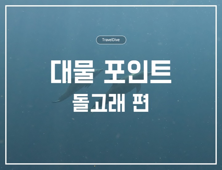 스노클링/다이빙 대물 포인트: 돌고래 편