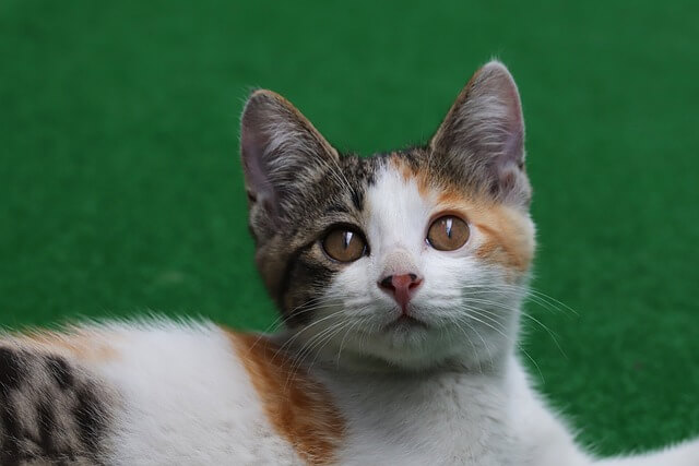 반려동물 등록 혜택