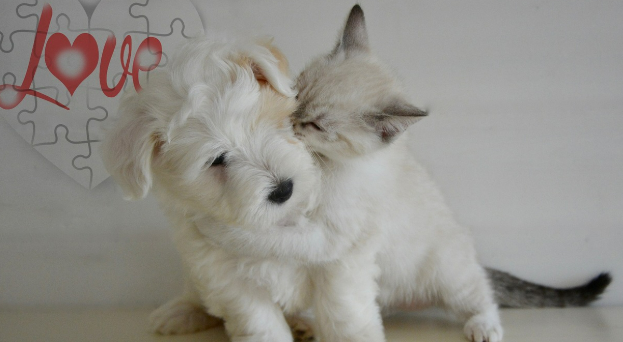 강아지 vs 고양이 심리치료 효과