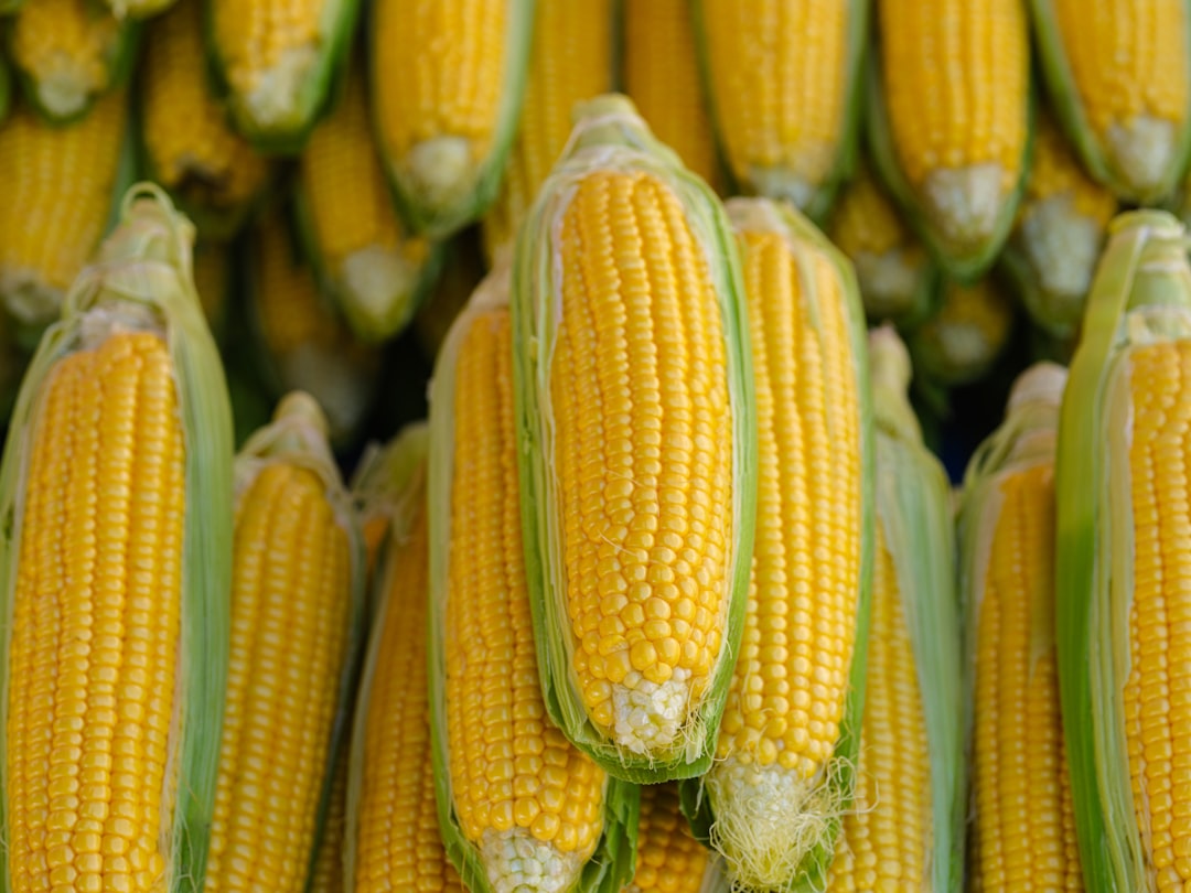 Corn