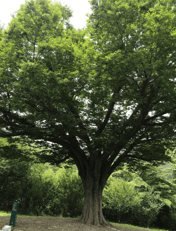 용흥사