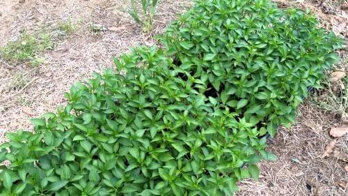 고추재배-청양고추-꽈리고추-모종-심는시기-정식시기