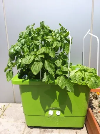 베란다 상자텃밭 상추 루꼴라 방울토마토 허브 모음 재배_9