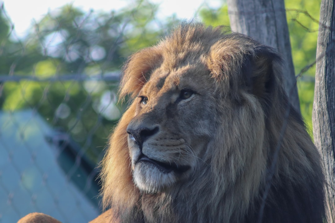 'King'