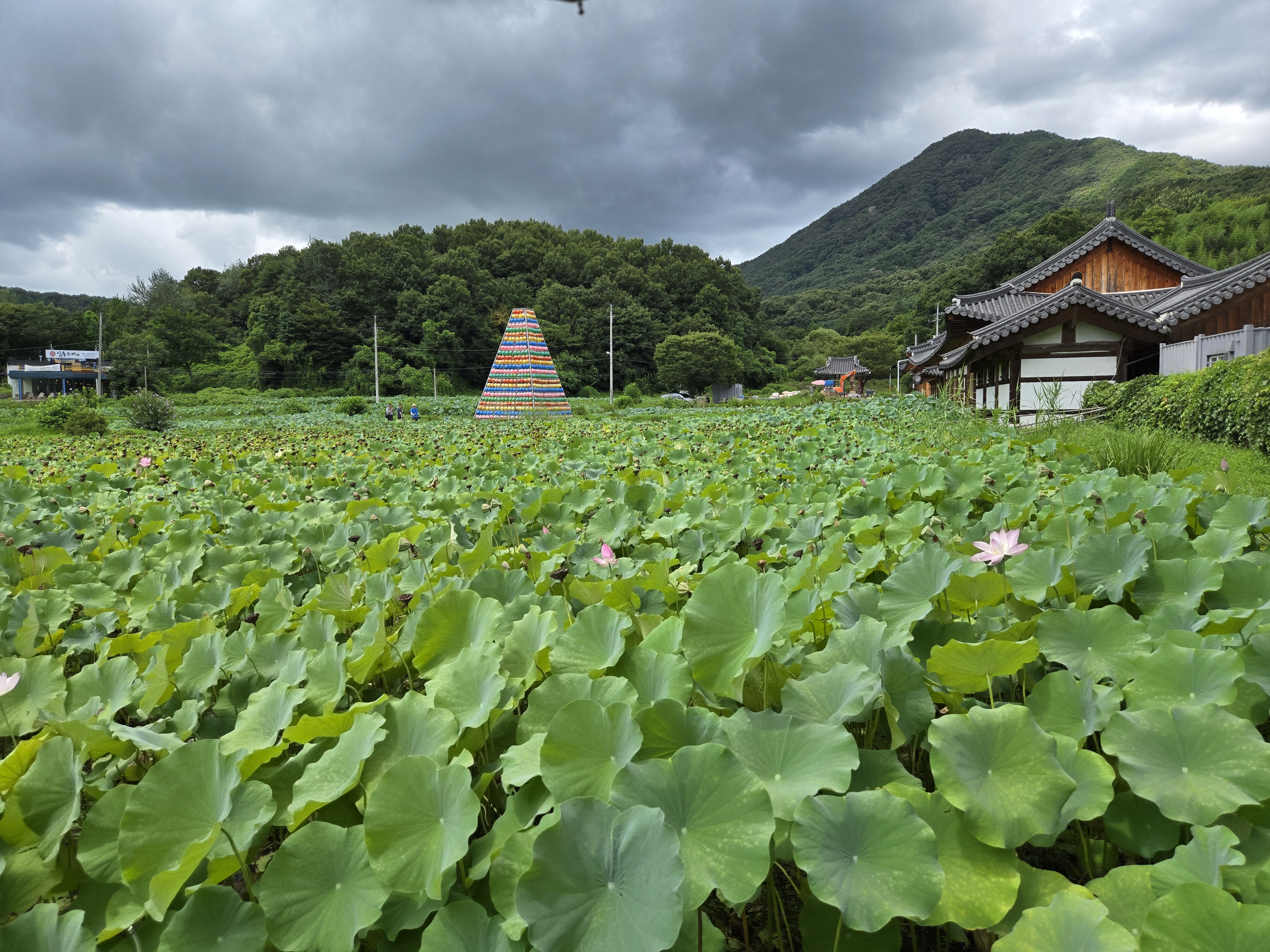 완주 송광사 연꽃 사진