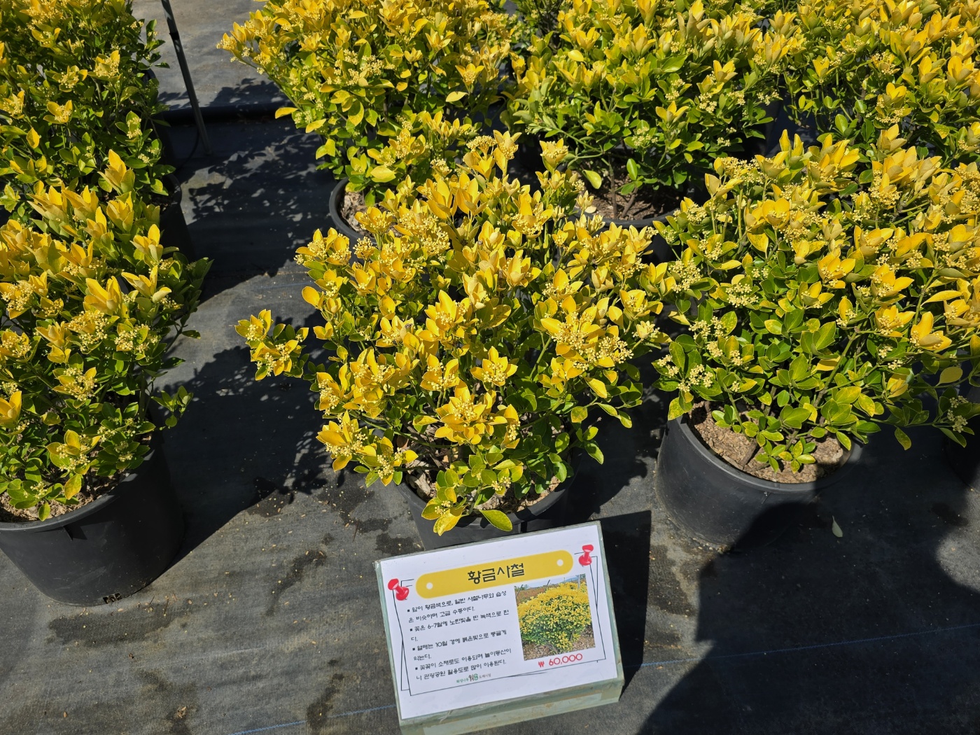 다양한나무들이 소품부터 중품대품까지 다양하게 볼 수 있어요.