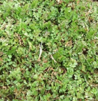 미나리 효능 부작용 고르는법 칼로리